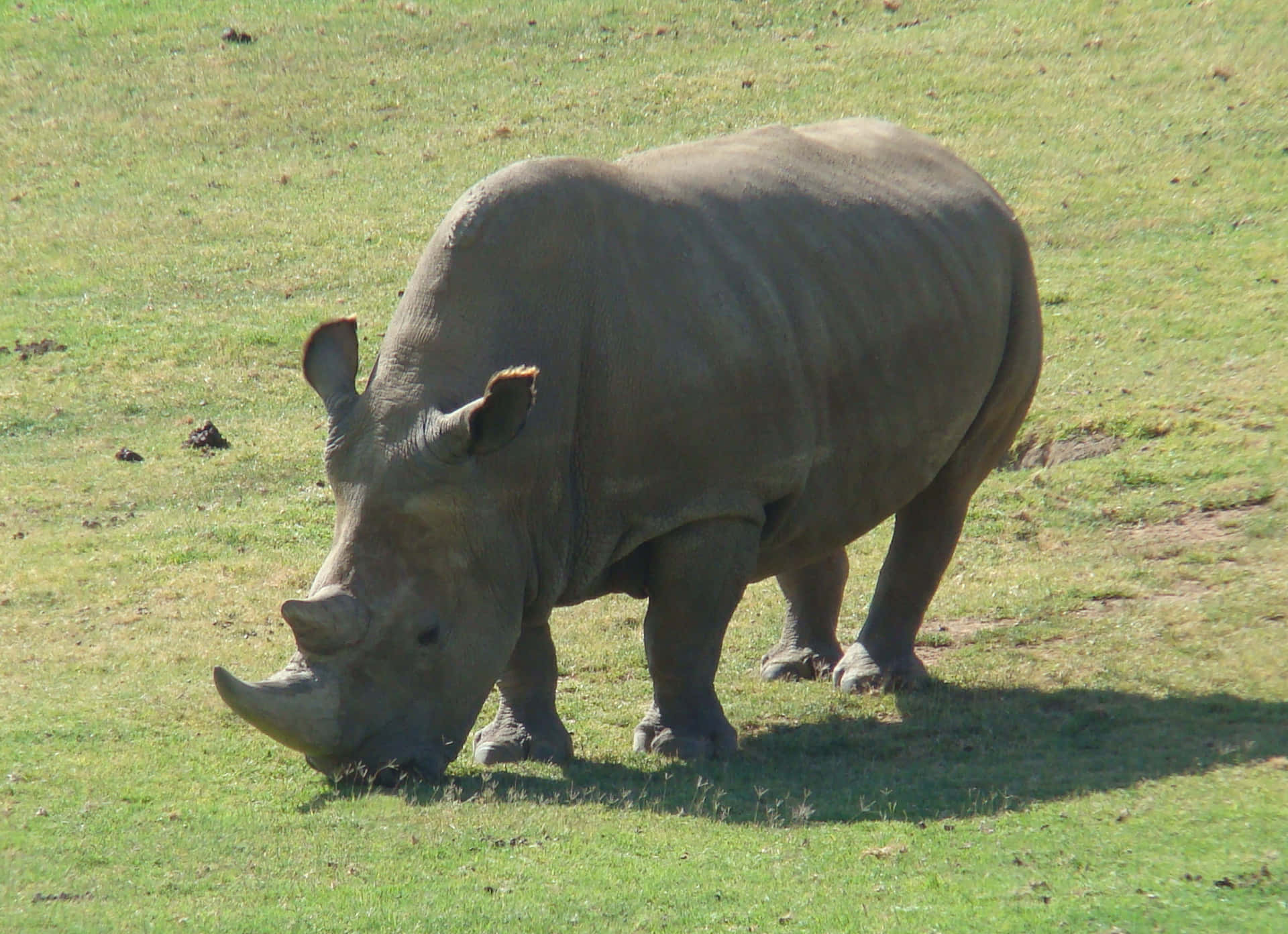 Unmaestoso Rinoceronte Che Cammina Tranquillamente Nella Serengeti.