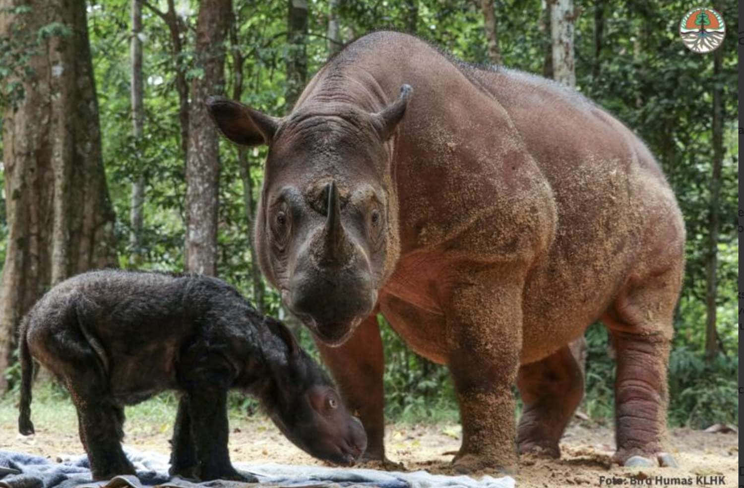 Einwunderschöner Nashorn, Der Auf Einer Savannenwiese Wandert