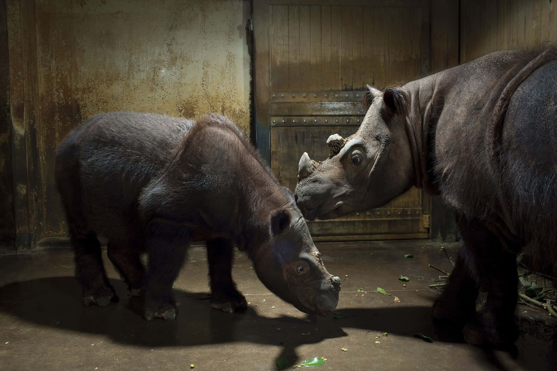 A rhinoceros taking a dust bath in the wild