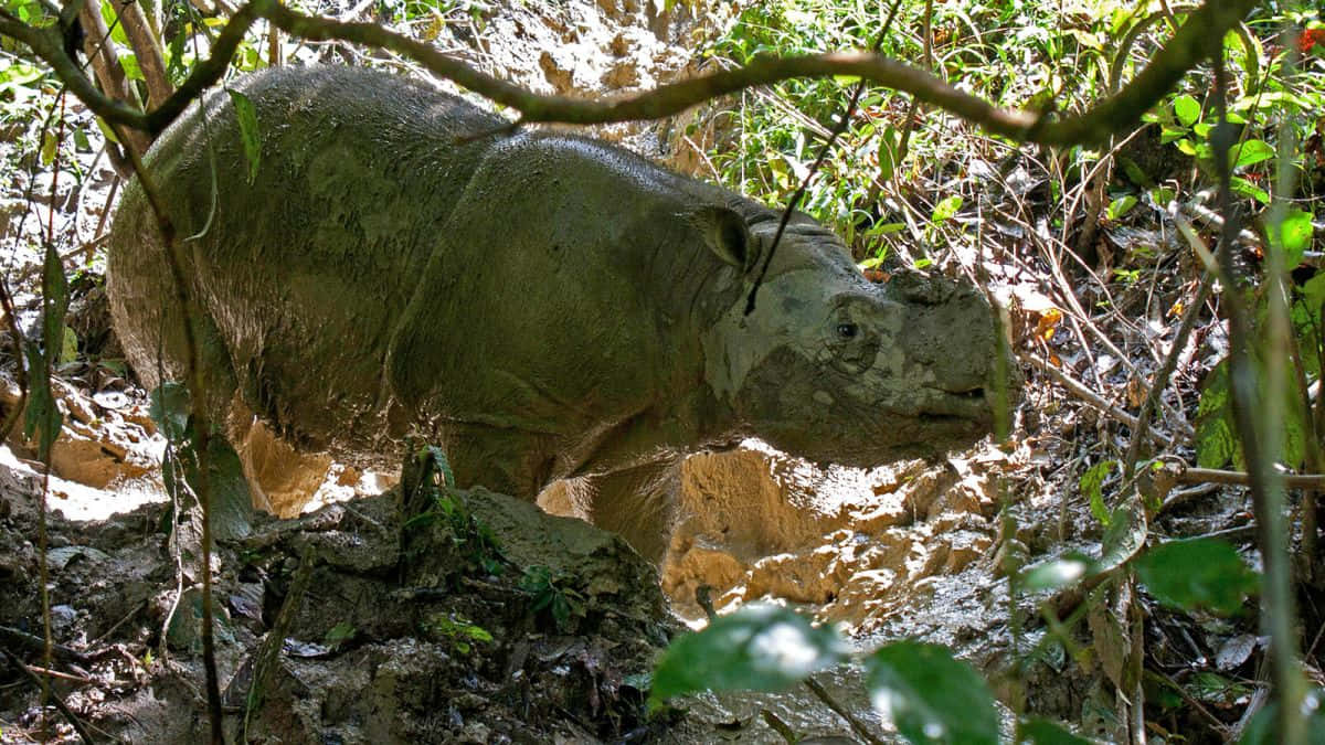 Unmagnifico Rinoceronte Che Pascola Nel Suo Habitat Naturale