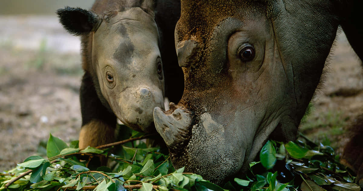 Einmajestätisches Nashorn Steht In Der Savanne In Seinem Natürlichen Lebensraum.