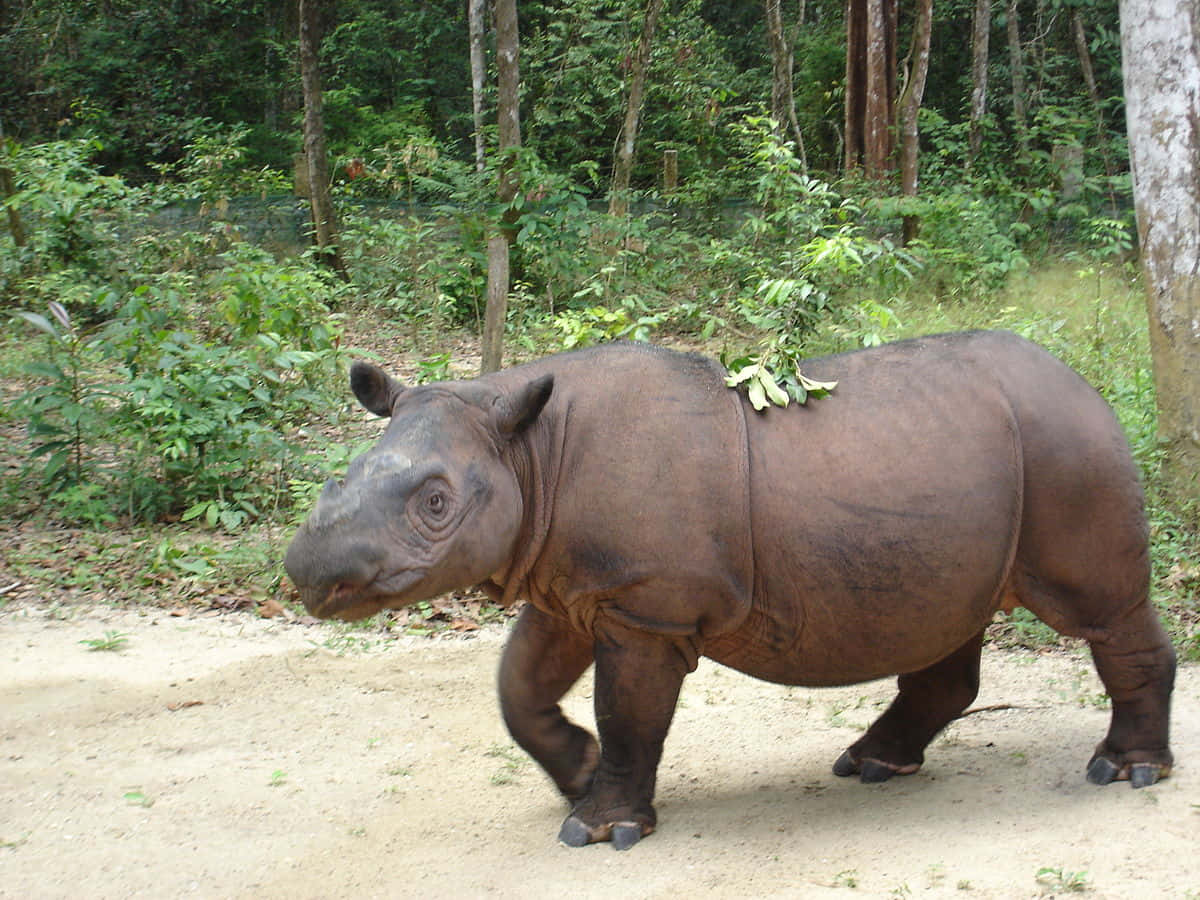 A rhinoceros standing in tall grass