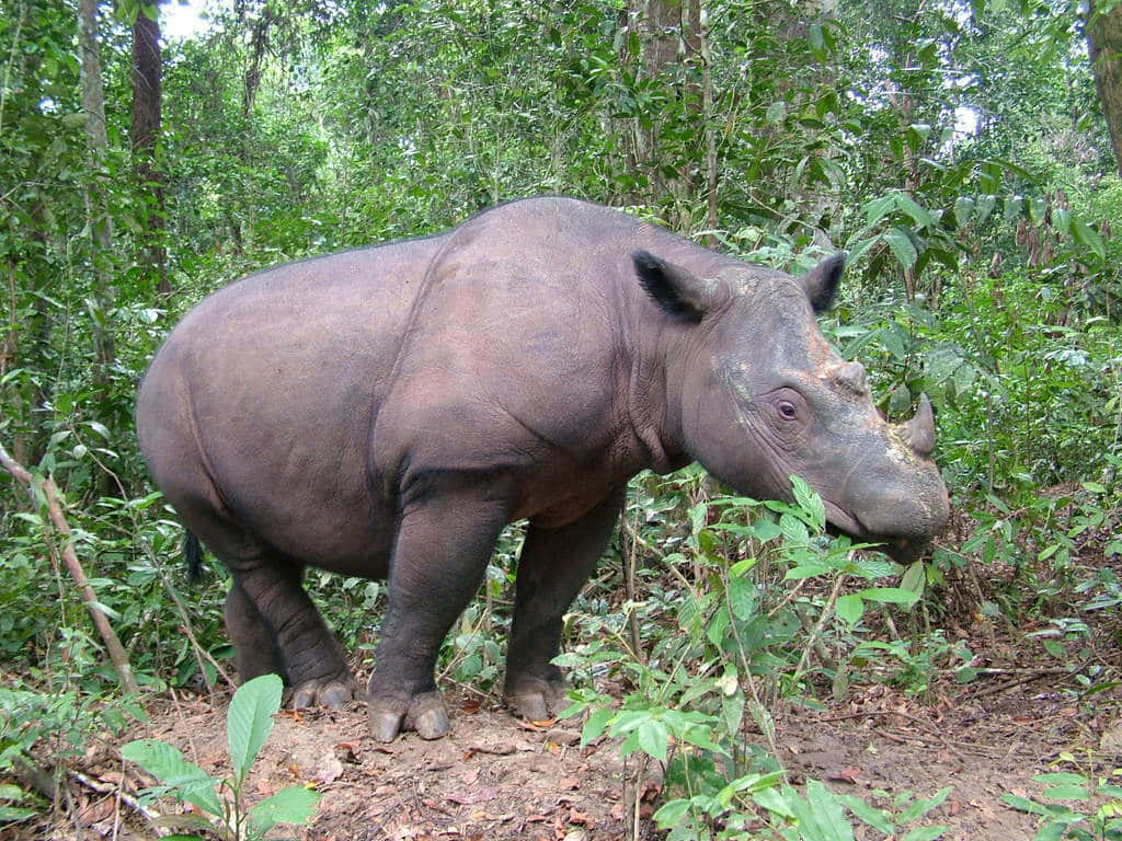 A black rhinoceros grazes in a savannah grassland setting.