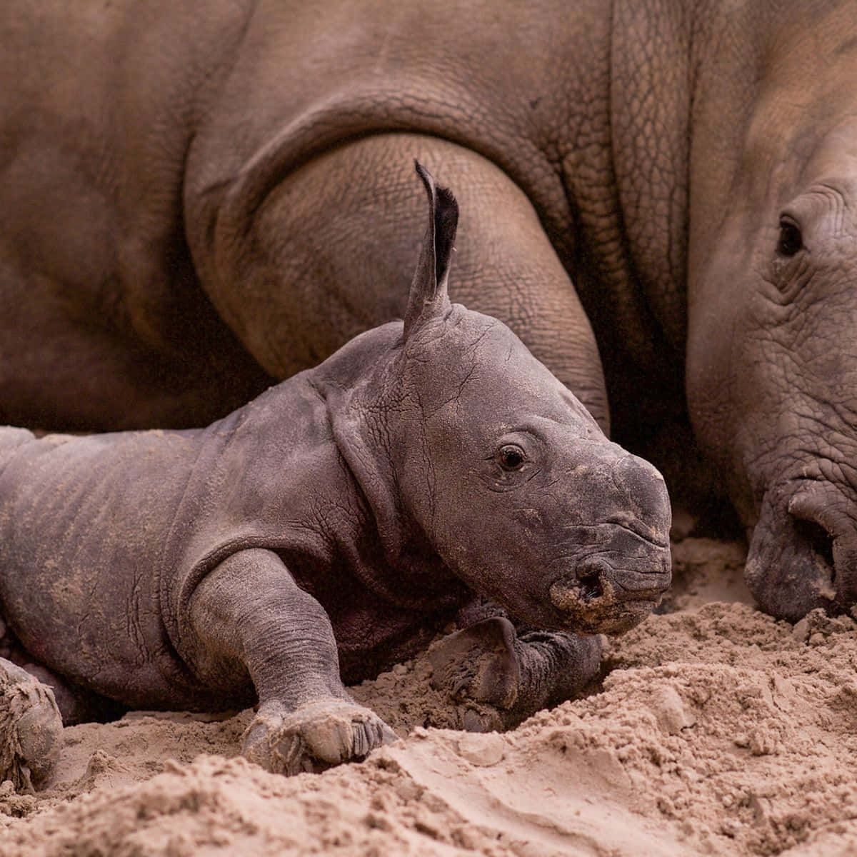 Unmaestoso Rinoceronte Che Si Erge Su Una Prateria Selvaggia In Sud Africa