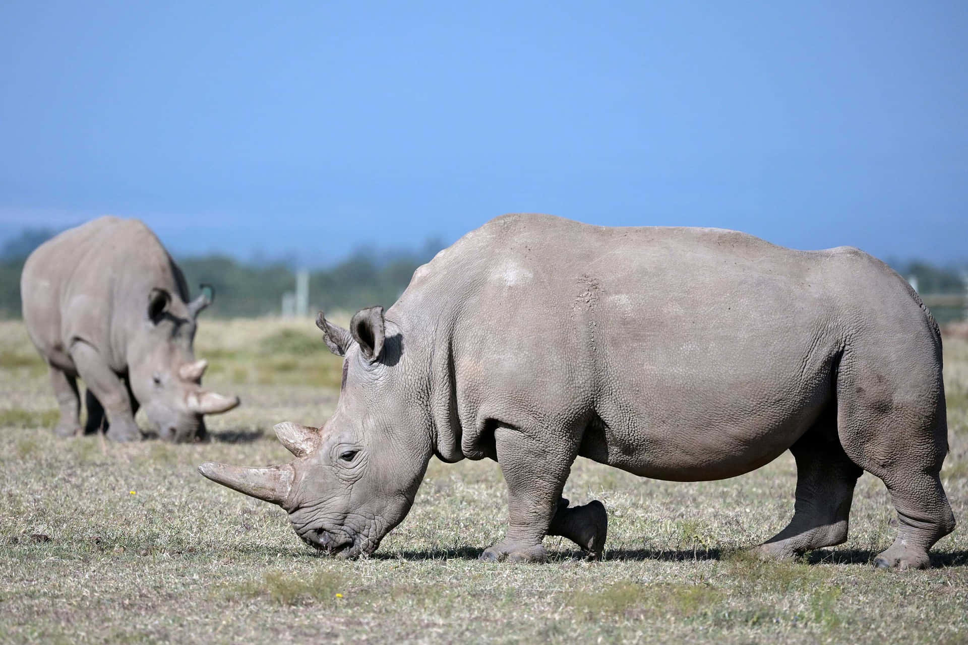 Unadelle Più Grandi Creazioni Della Natura - Il Rinoceronte.