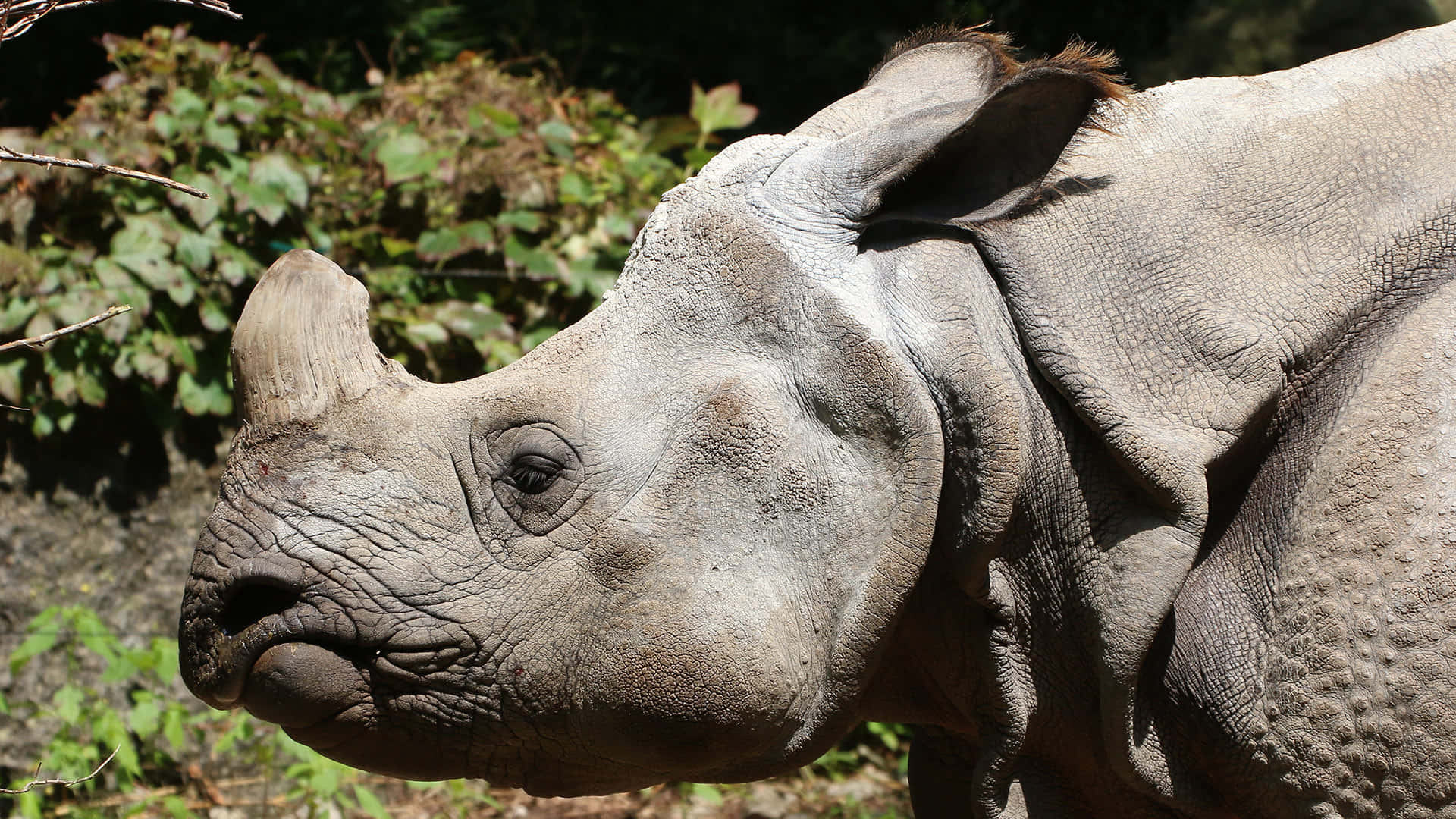Closeup of a Rhinoceros