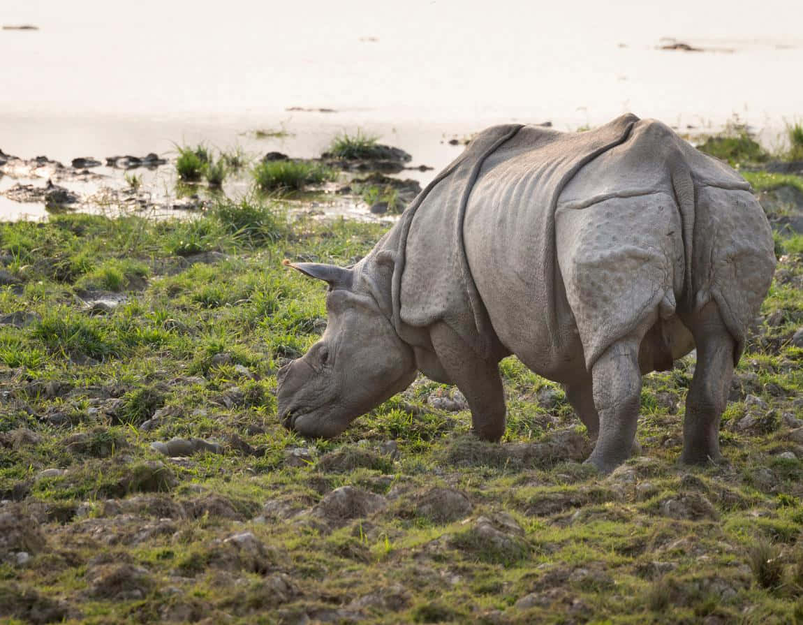Unmajestuoso Rinoceronte En Su Hábitat Natural