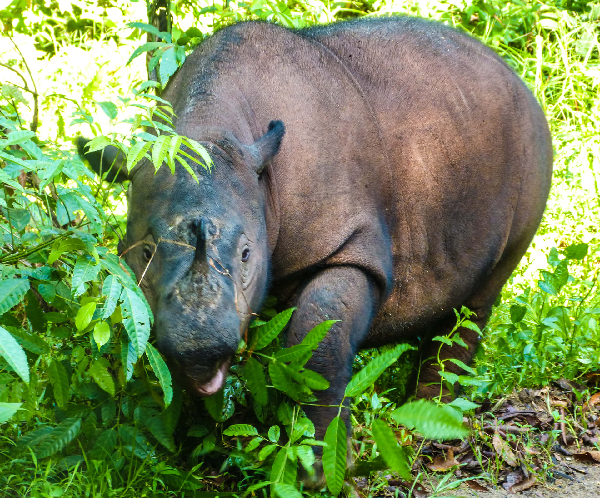 Envitryggig Afrikansk Noshörning Betar I Savannens Vildmark