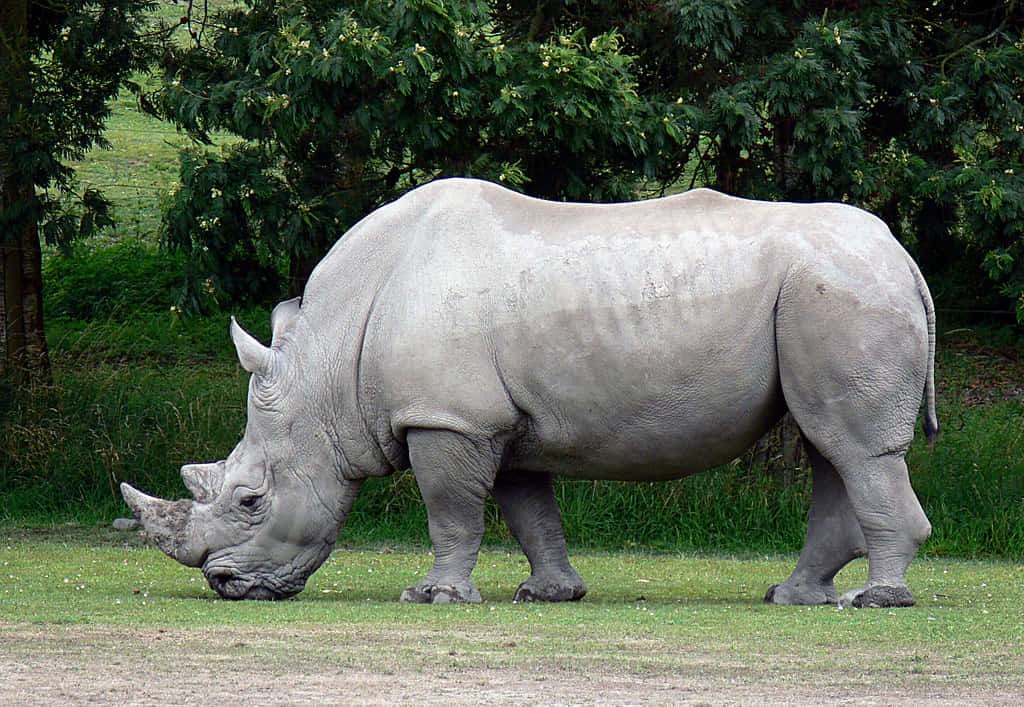 Gazing Rhino: A powerful Rhinoceros stares stunningly in to the open