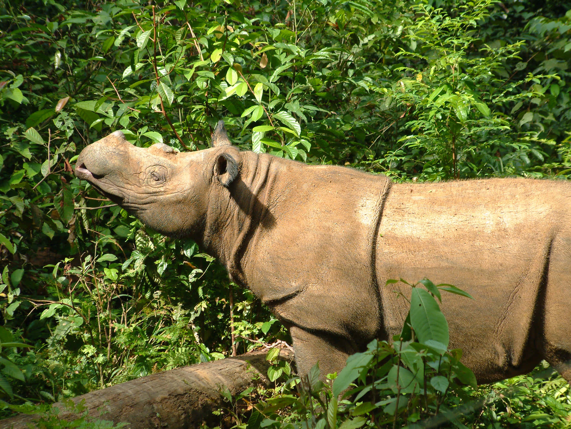 An Indian rhinoceros stands in the grasslands of Kaziranga National Park