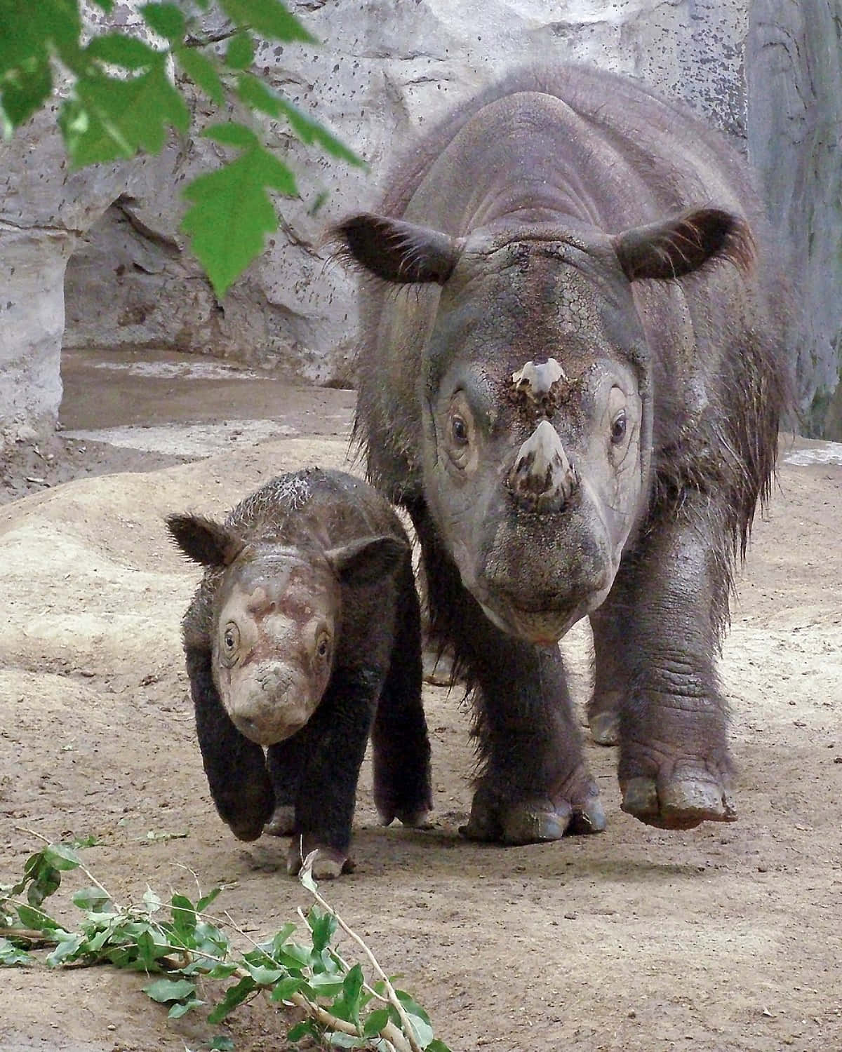Unavista Di Un Maestoso Rinoceronte Nel Suo Habitat Naturale.