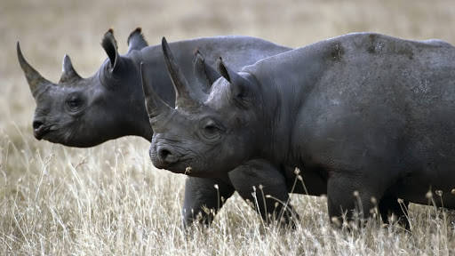 Rhinoceros With Dark Gray Skin Wallpaper