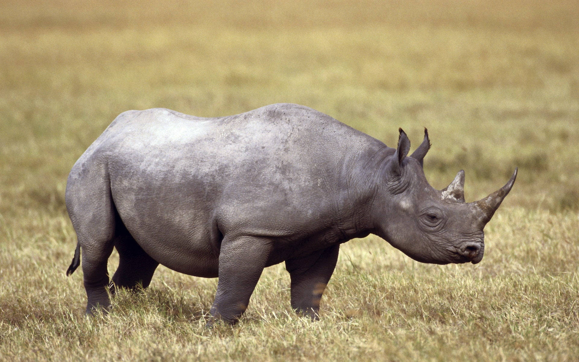 Rhinoceros With Faded Gray Skin Wallpaper
