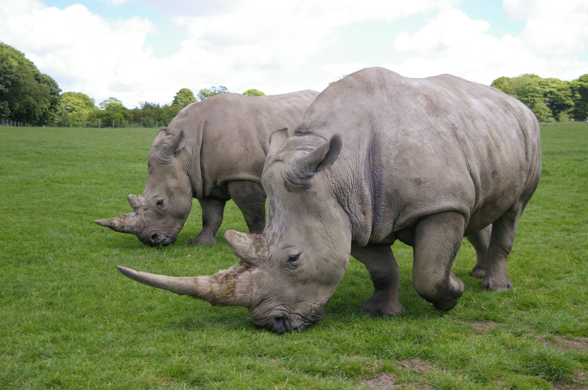 Rhinoceros With Sharp Horns Wallpaper