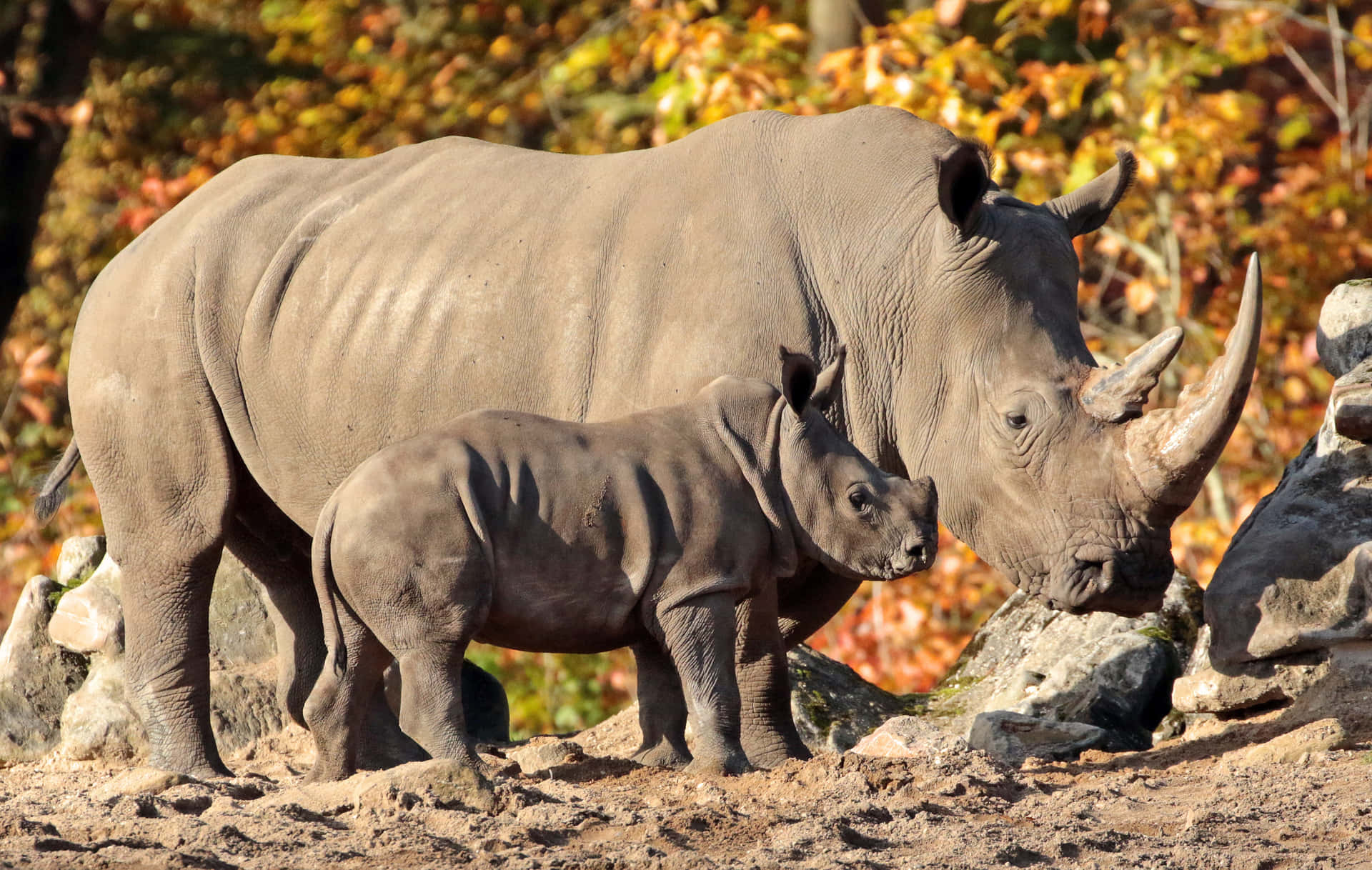 Rhinocerosbakgrund