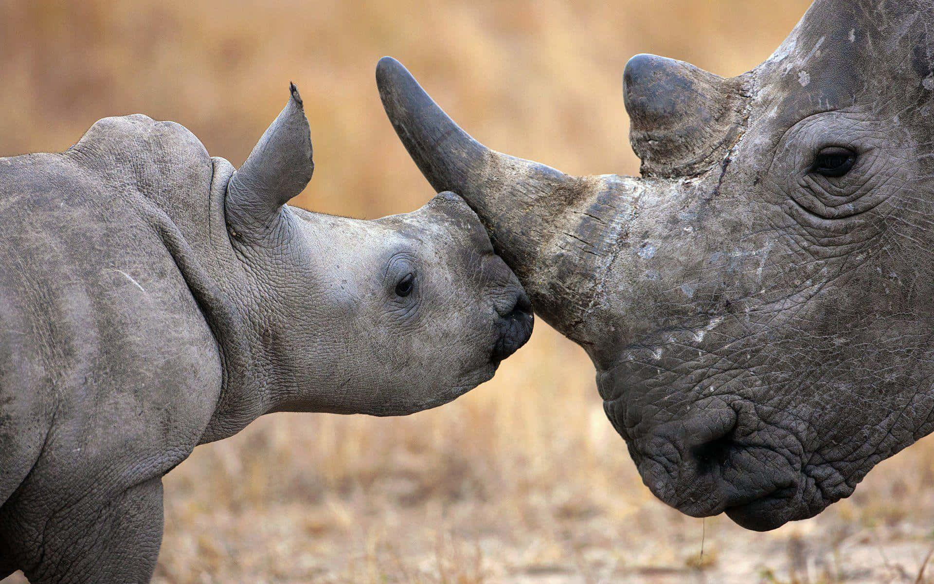 Rhinocerosbakgrundsbild