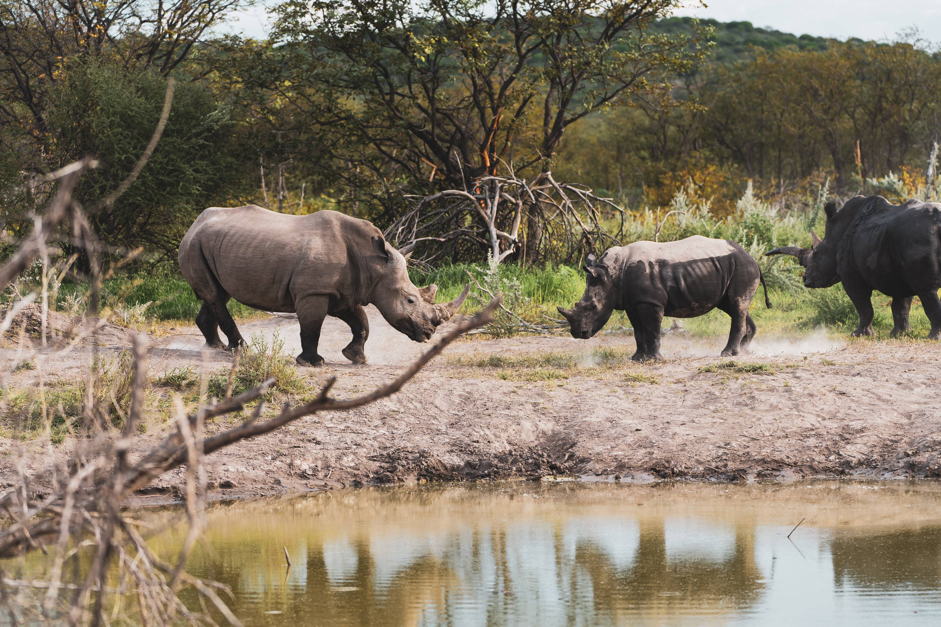 Rhinoceroses In Namibia