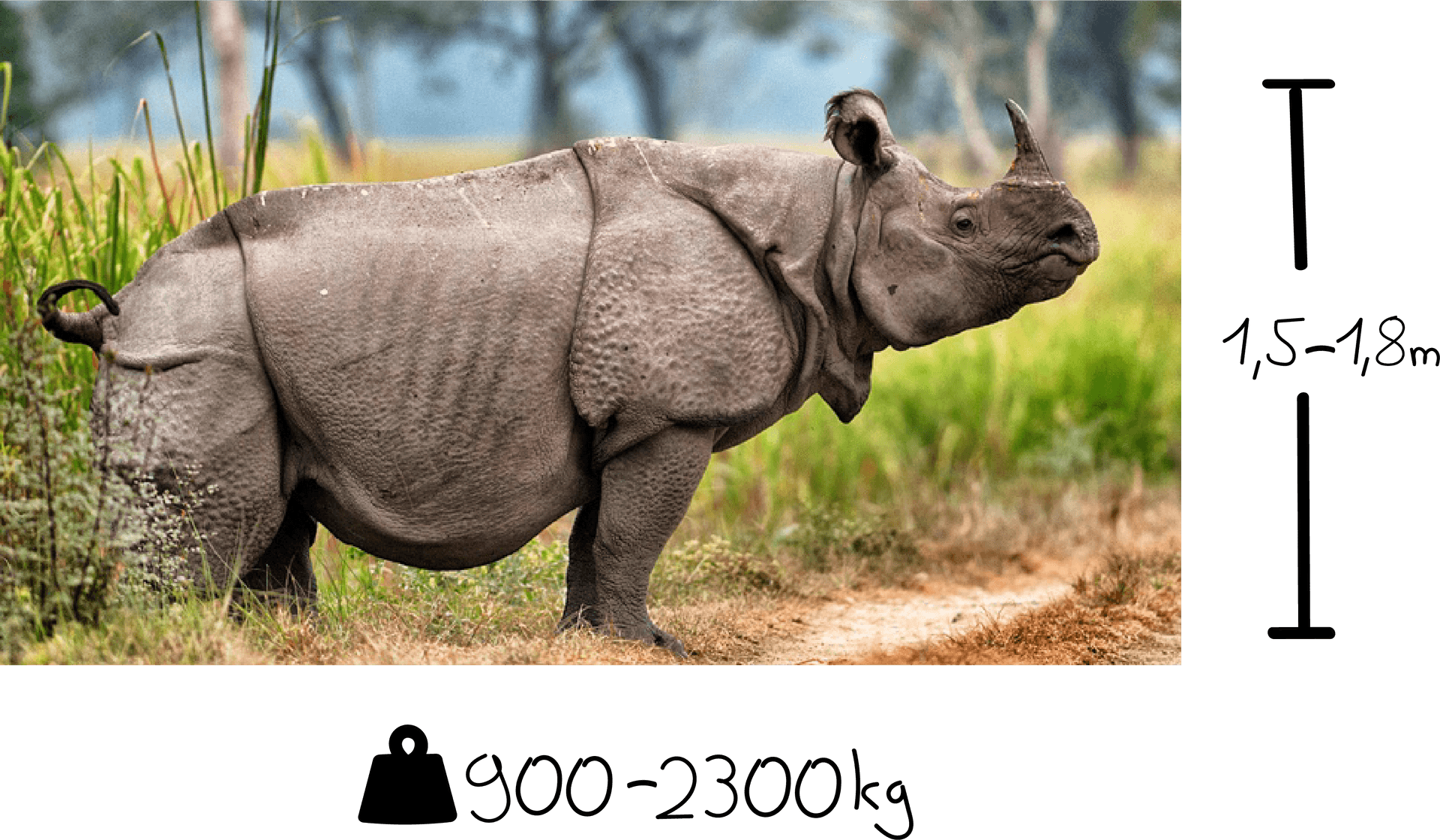 Rhinocerosin Natural Habitat PNG