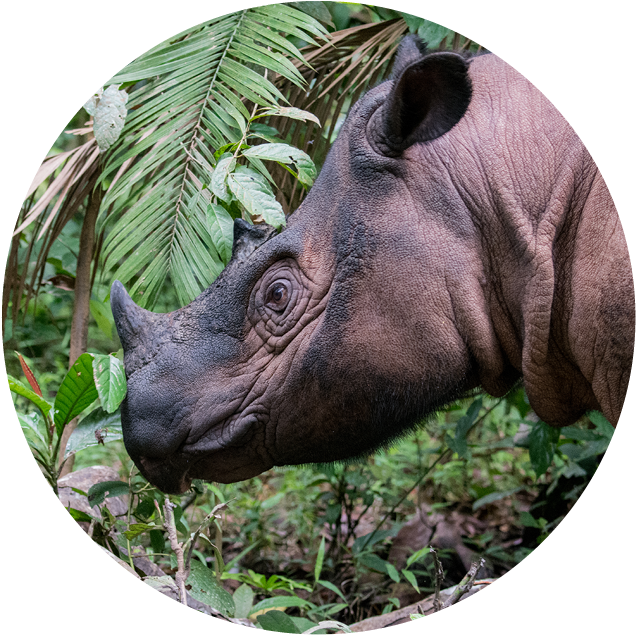 Rhinocerosin Natural Habitat PNG