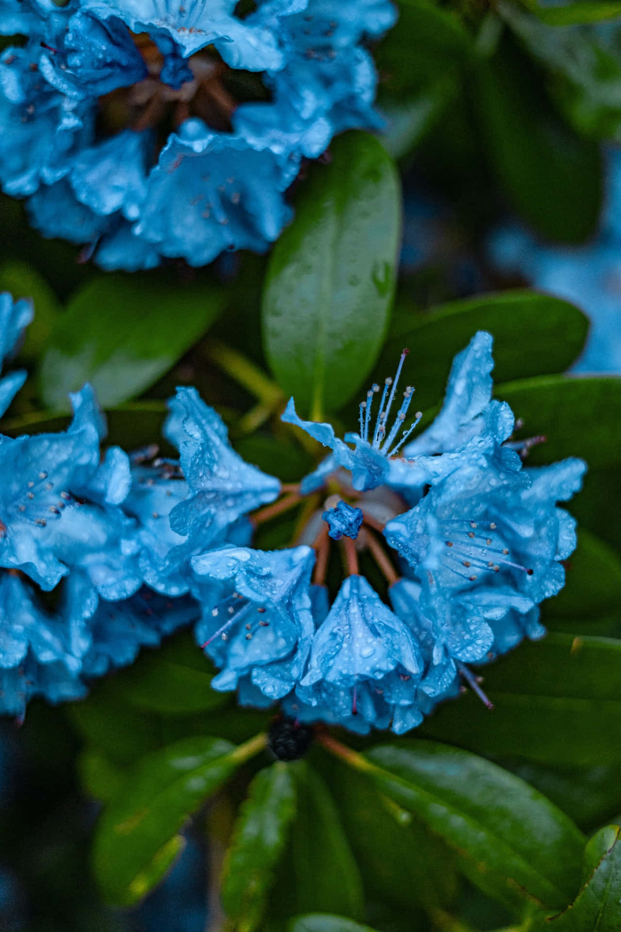 Teléfonocon Flores Azules De Rododendro Fondo de pantalla