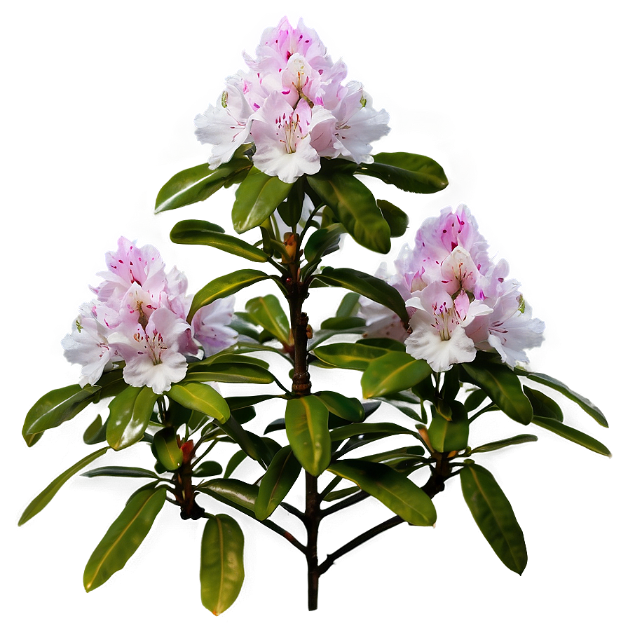 Rhododendron Flower Bush Png 33 PNG