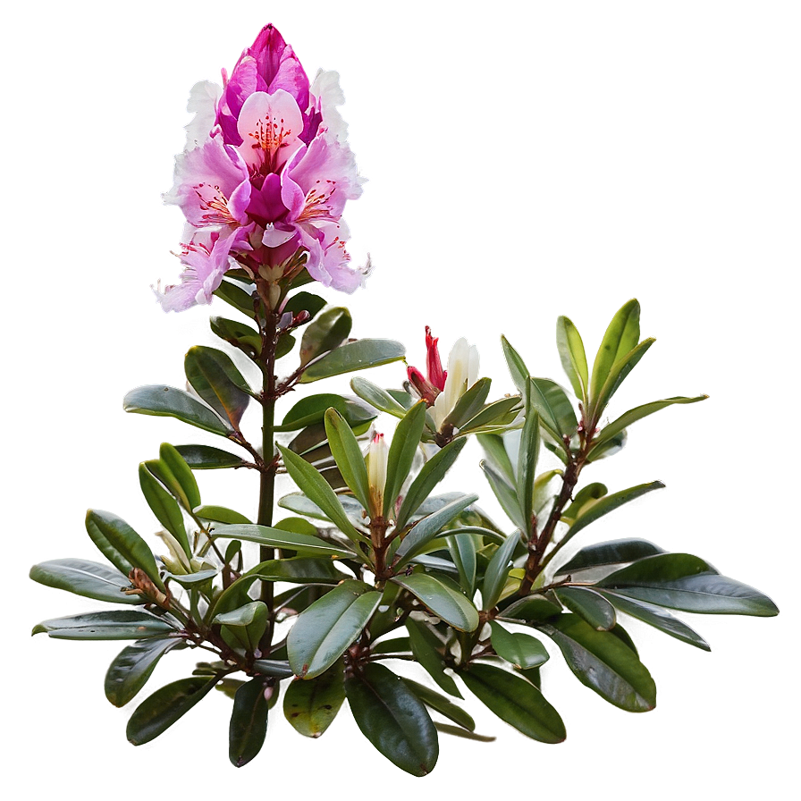 Rhododendron Flower Bush Png Ouy57 PNG