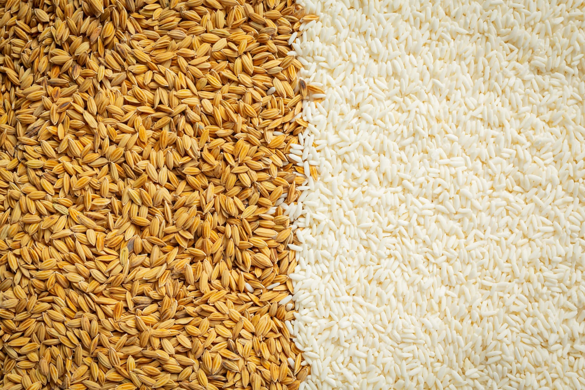 Rice Background