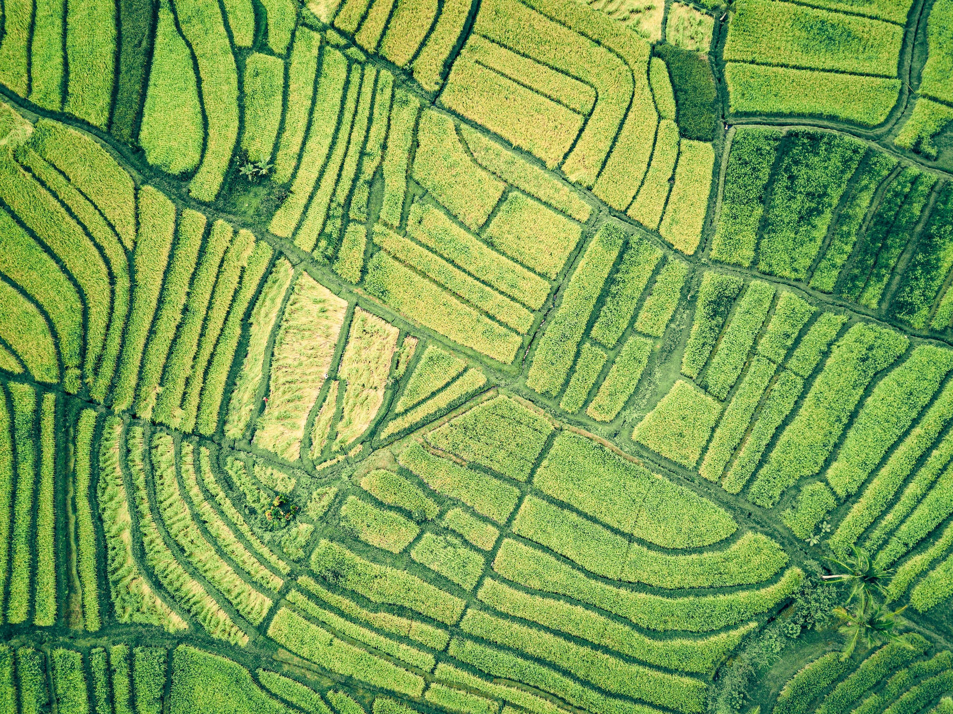 Rice Field Farm Aerial View Shot Wallpaper