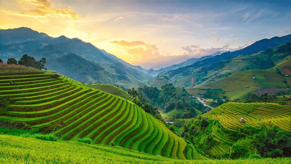 Rice Field On Myanmar Wallpaper