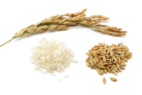 Rice Grain Comparison PNG