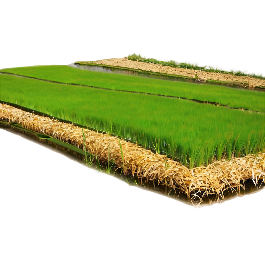 Rice Paddy Png 12 PNG