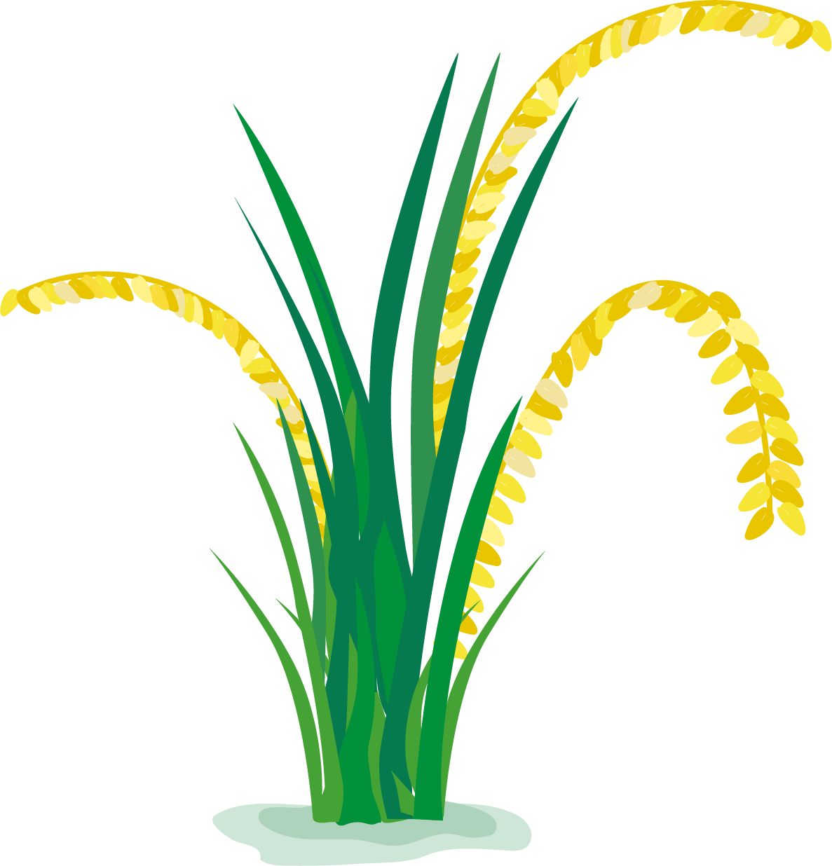 Rice Plant Illustration PNG