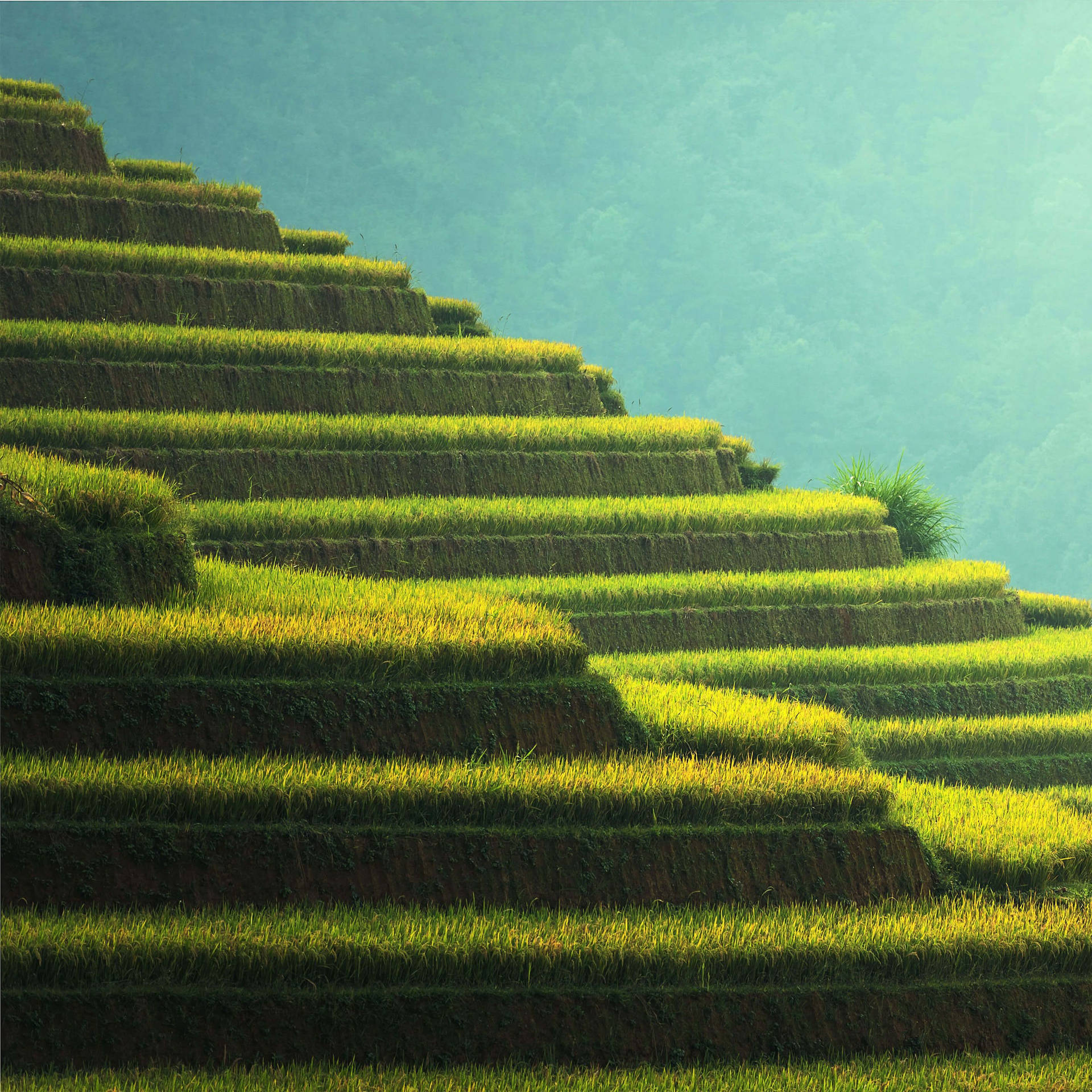 Rice Terraces For Lenovo Tablet Display Wallpaper
