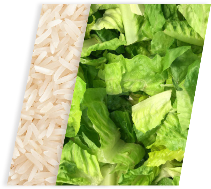 Riceand Lettuce Divided Image PNG