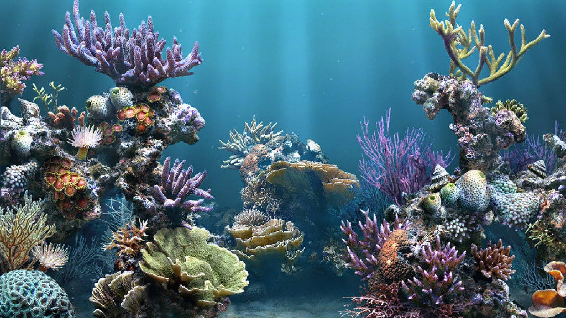 Download Rich Aquarium Marine Life Wallpaper 