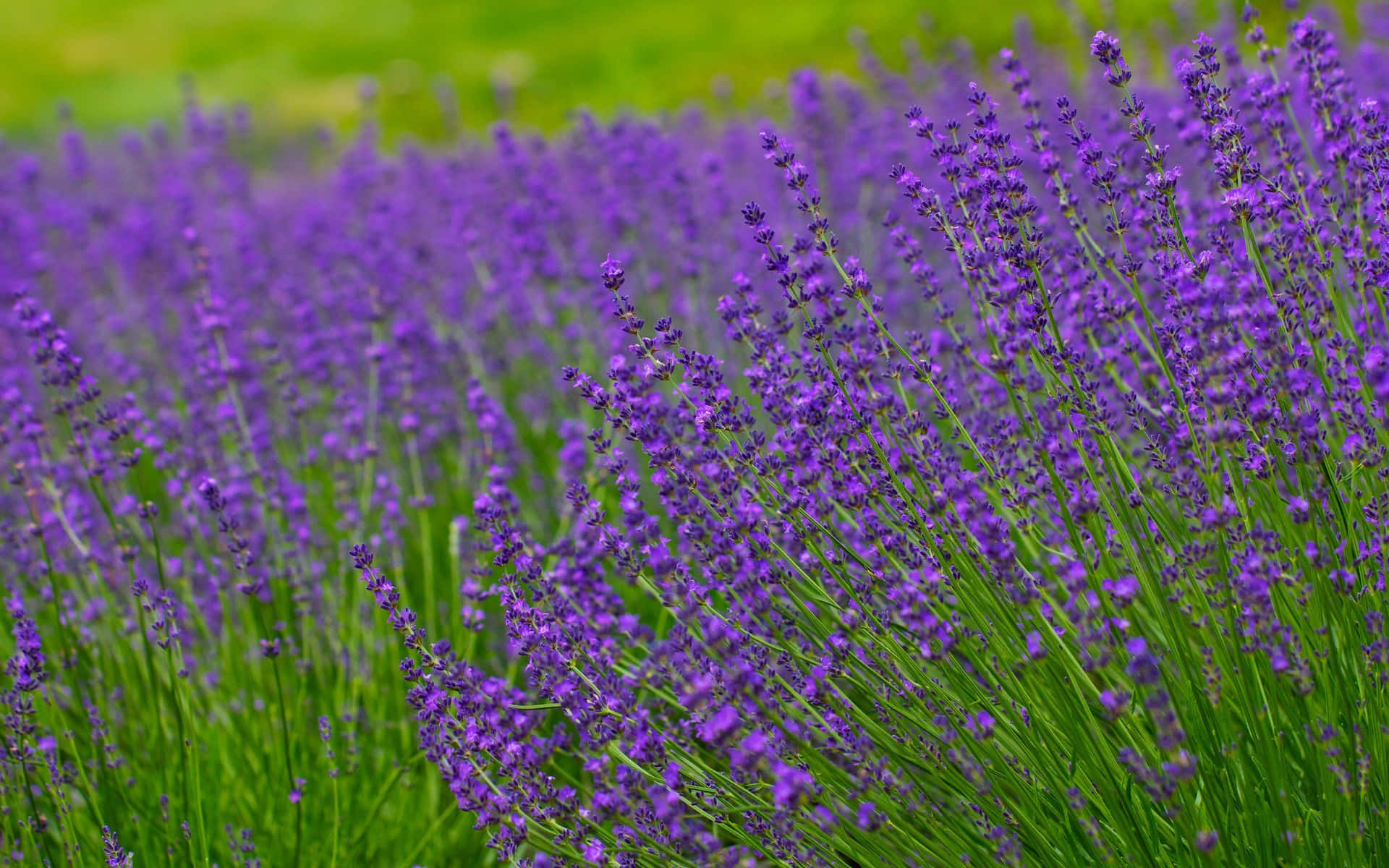 Rich Purple Lavenders On A Grass Field Wallpaper