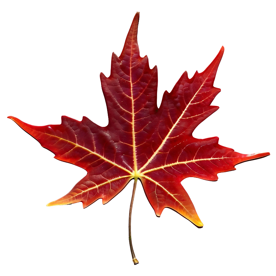 Rich Red Maple Leaf Png 05062024 PNG