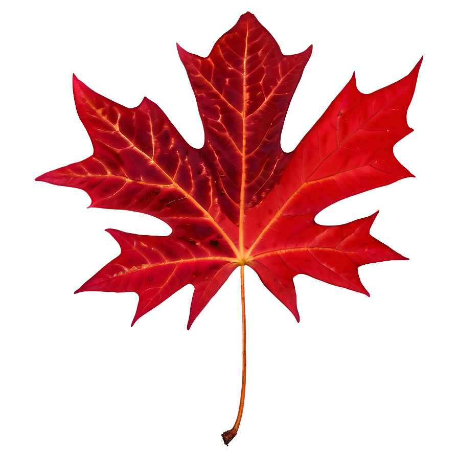 Rich Red Maple Leaf Png Uch PNG