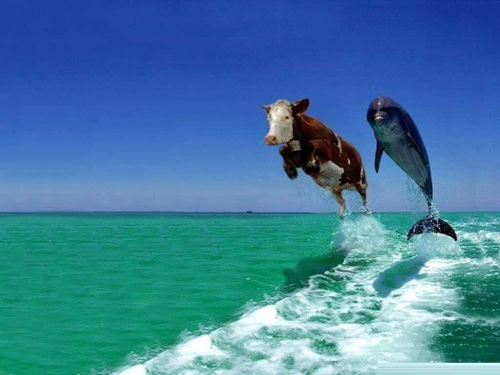 Ridiculous Swimming Cow Wallpaper