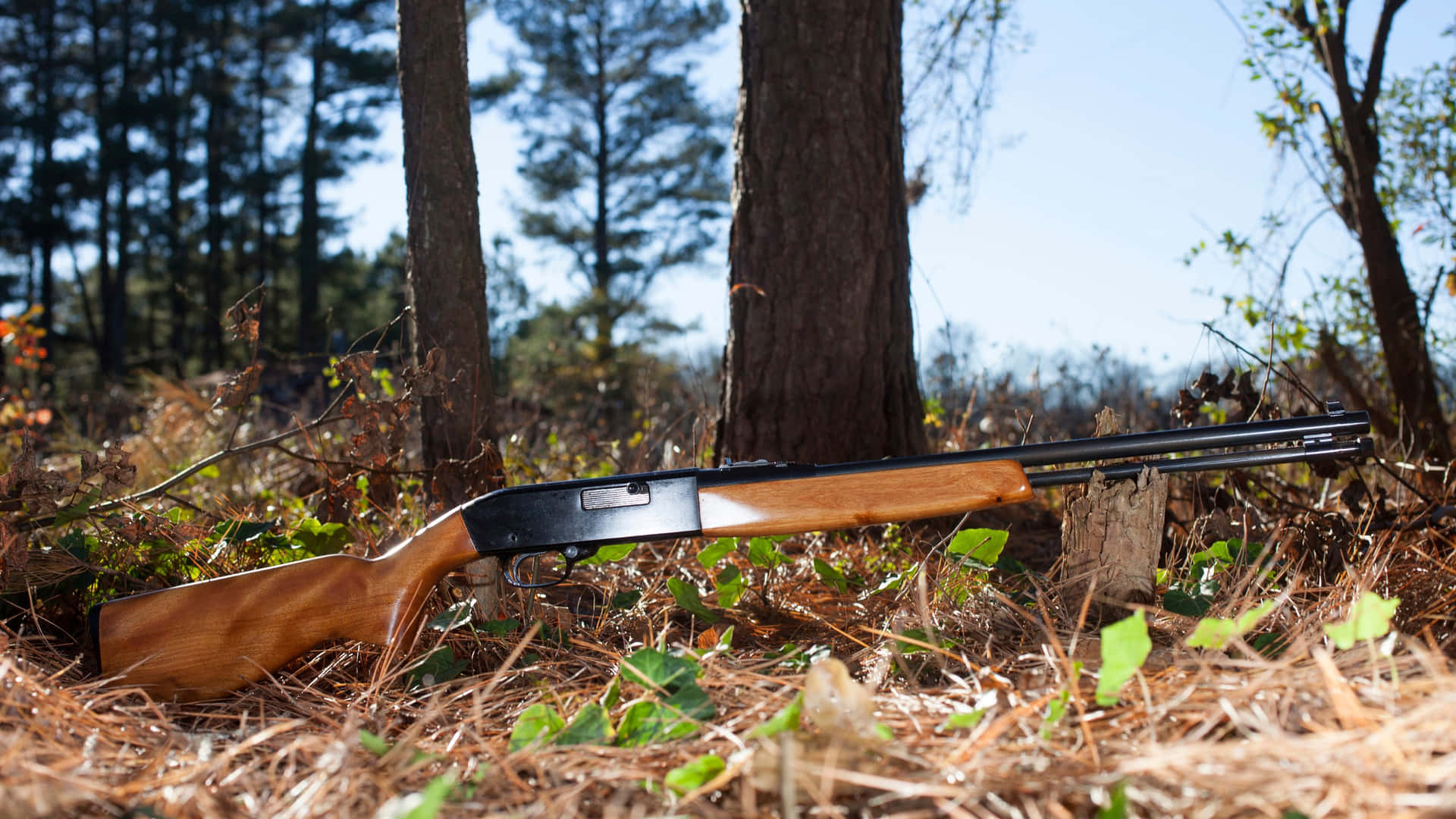 Rifle Resting Against Treein Forest Wallpaper