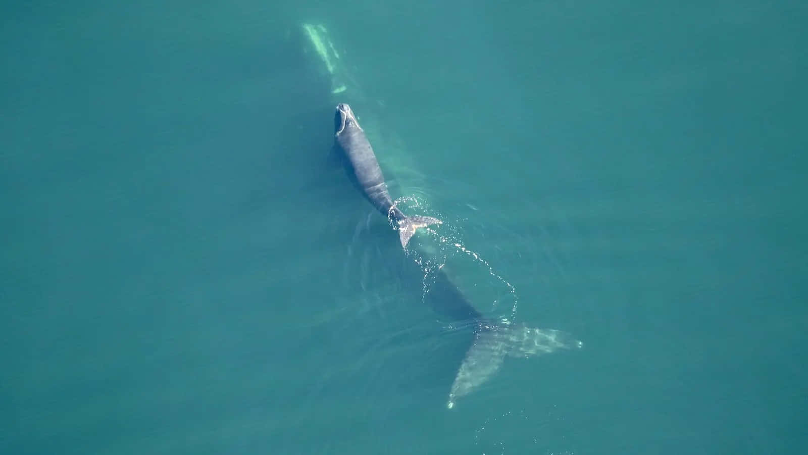 Right Whale Aerial View.jpg Wallpaper