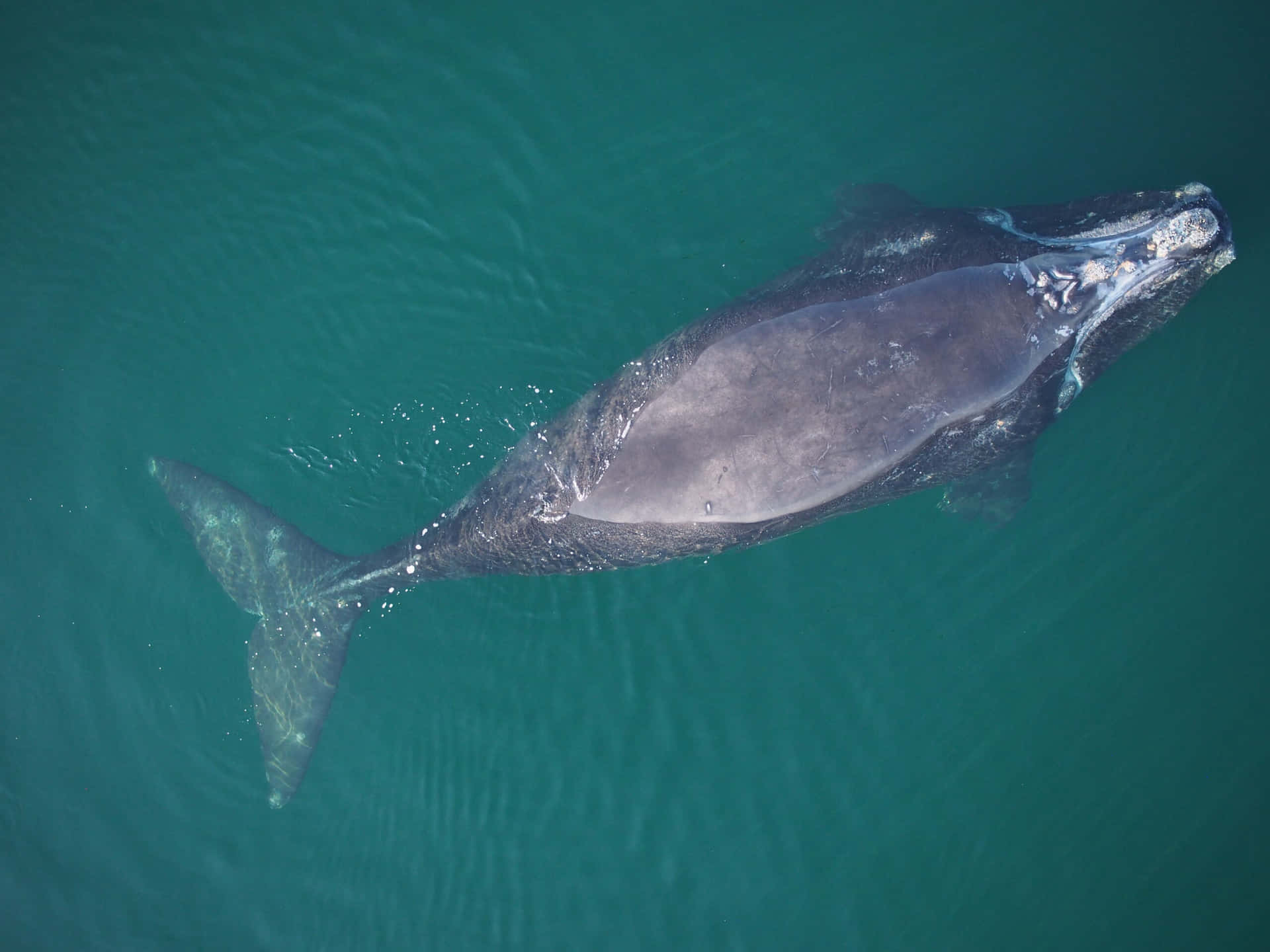 Right Whale Aerial View Wallpaper