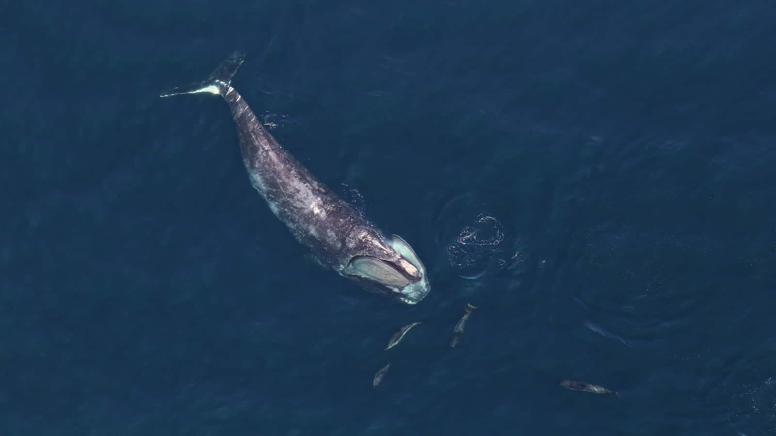 Right Whale Aerial View Wallpaper