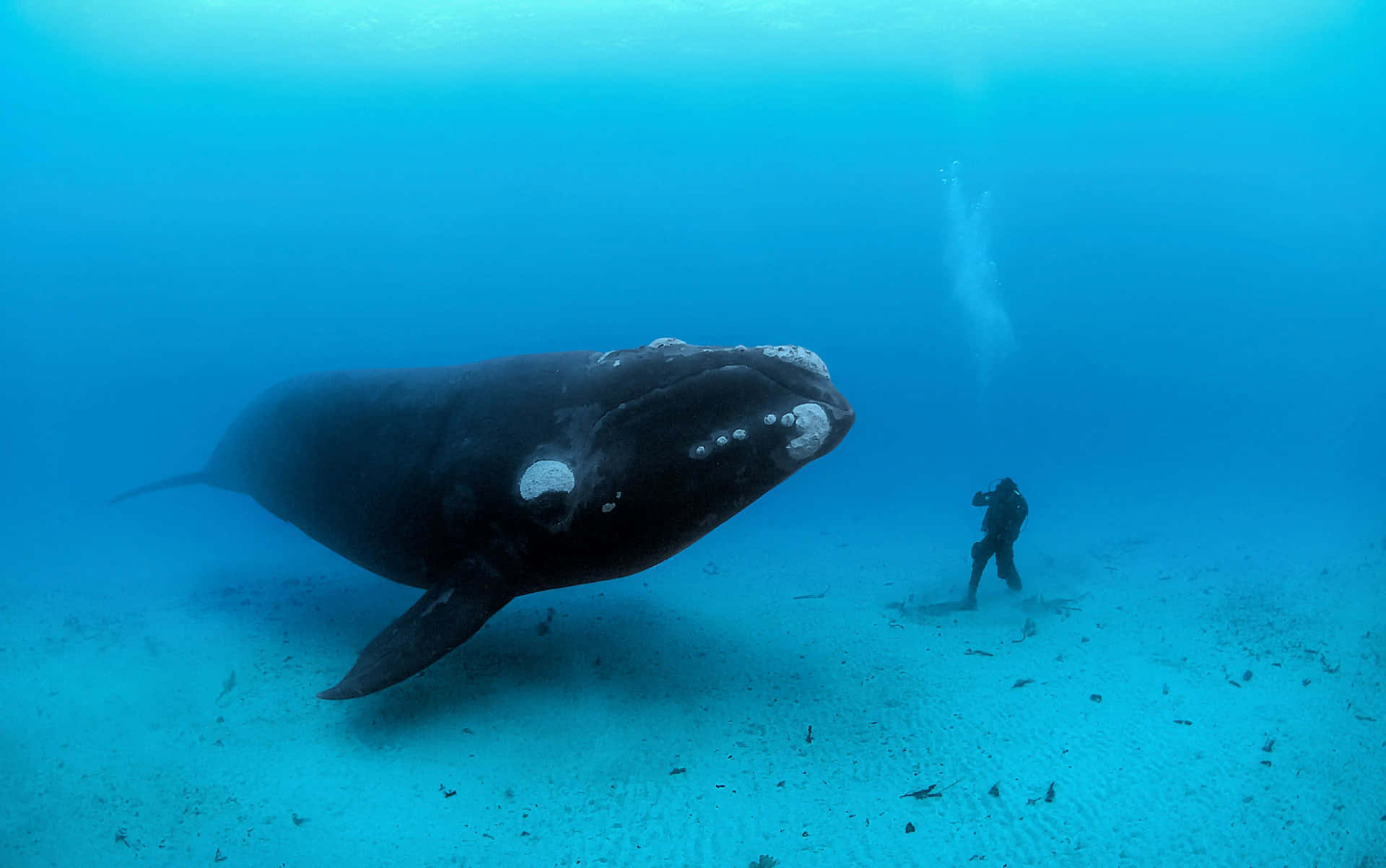 Right Whale Encounter Diver Underwater Wallpaper