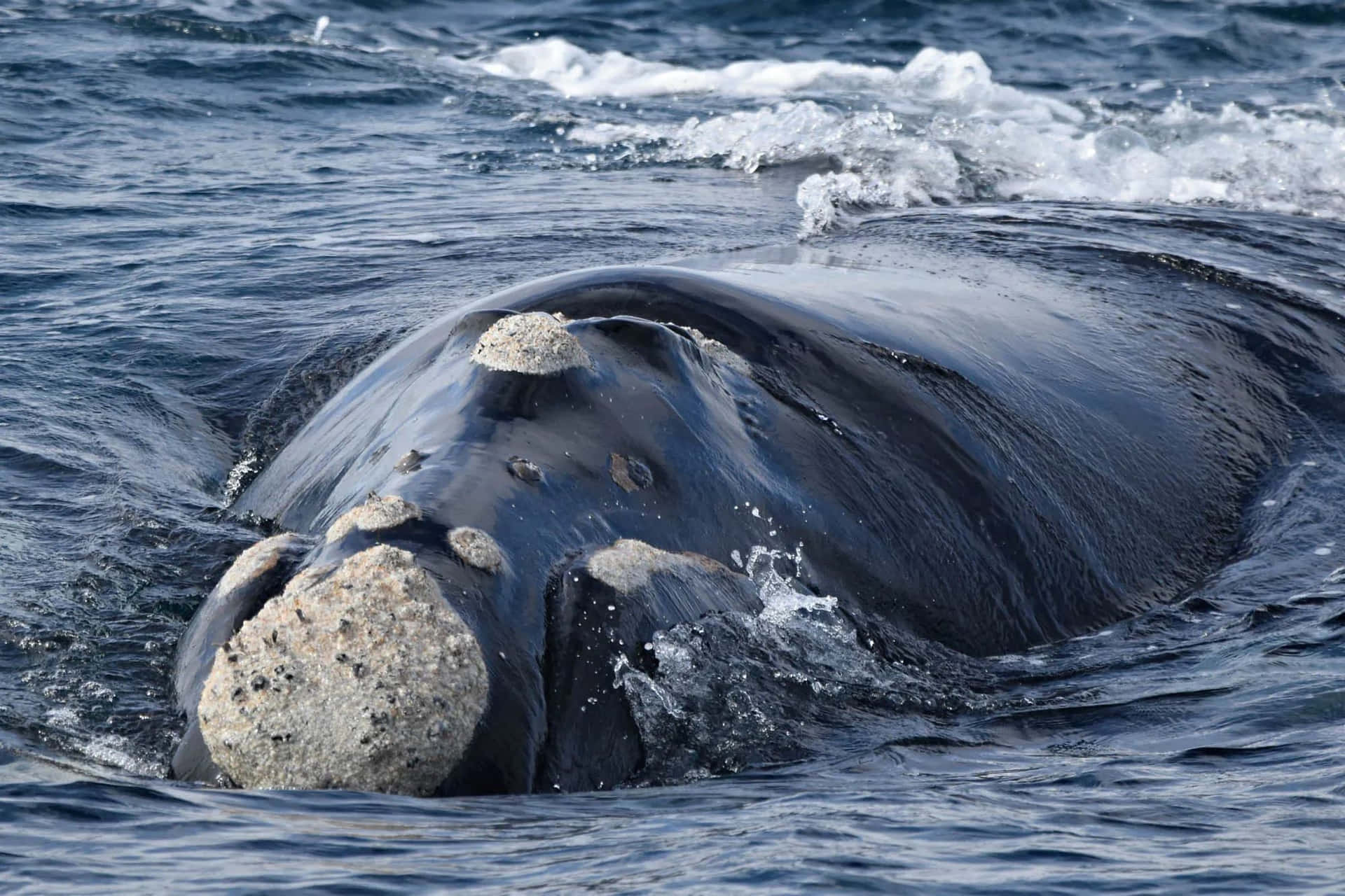 Download Right Whale Surfacing Wallpaper | Wallpapers.com