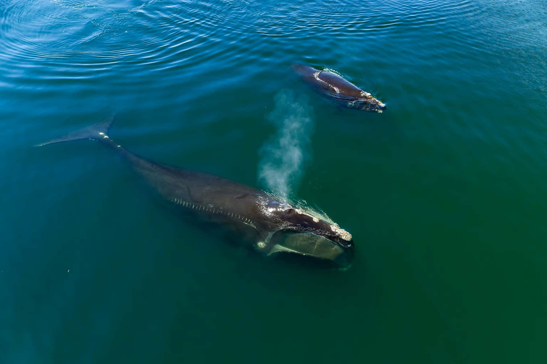 Right Whales Aerial View Wallpaper