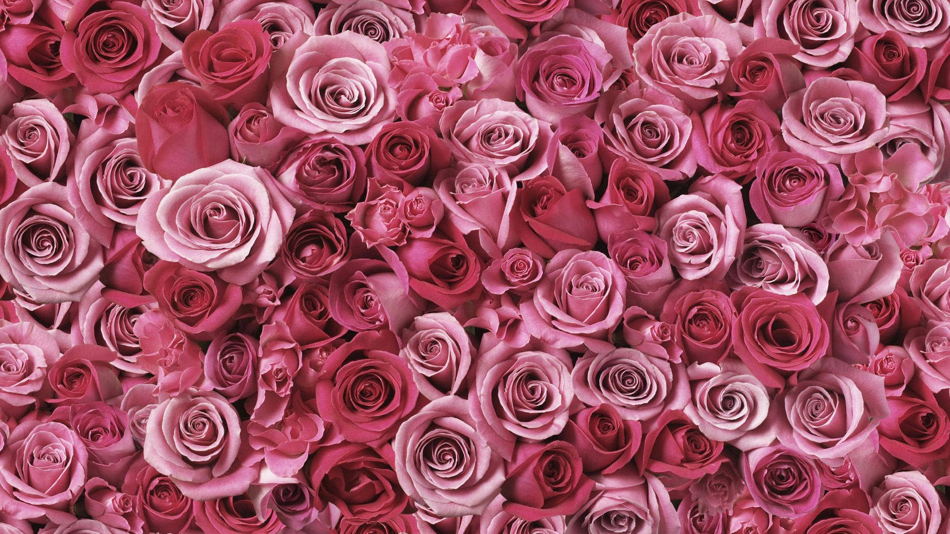 Rigtige Blomster Lyserøde Roser Wallpaper