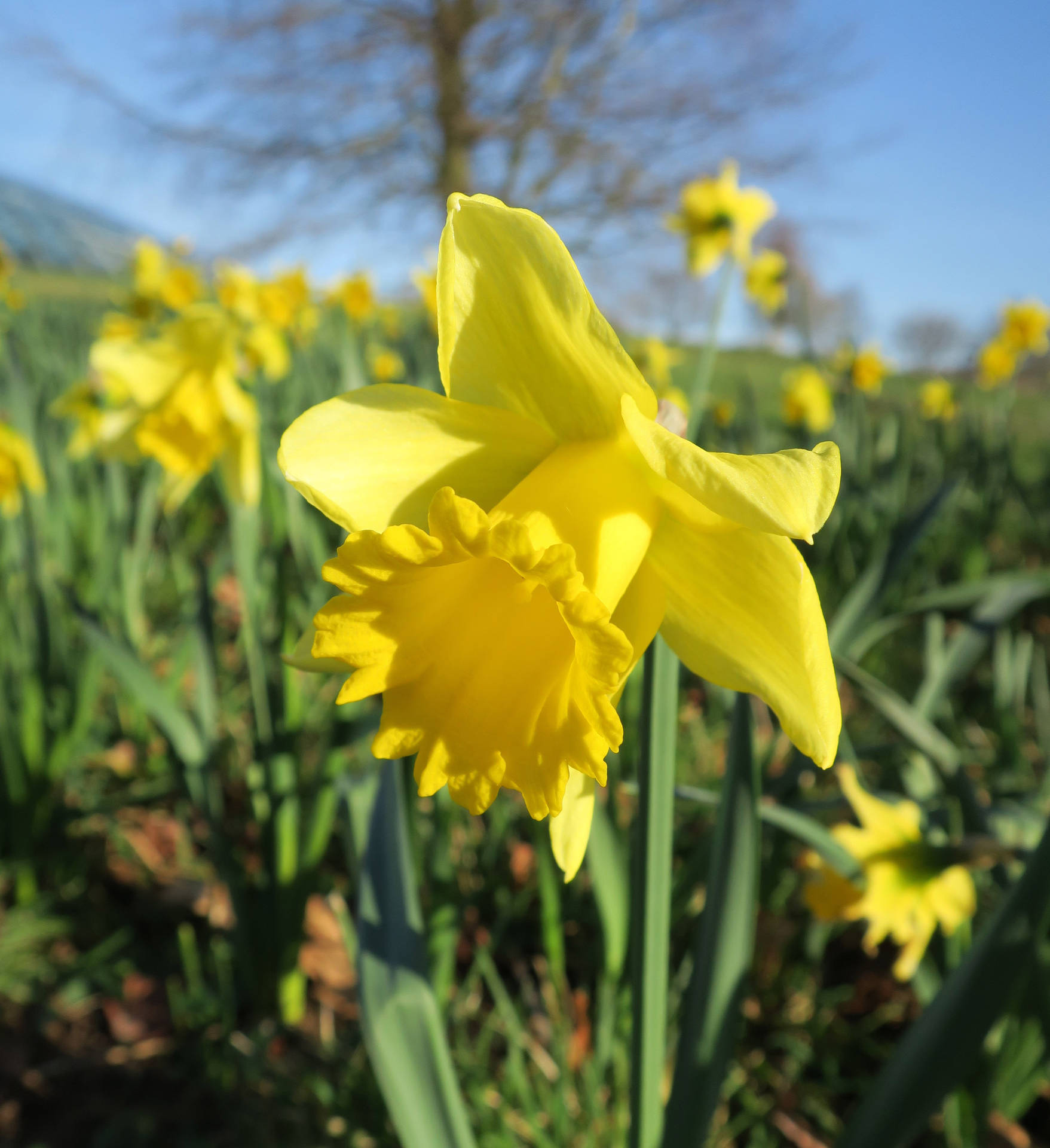 Rijnveld's Early Sensation Narcissus Flowers