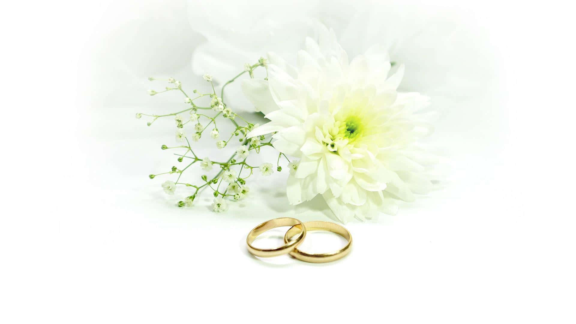 Two Wedding Rings On A White Background