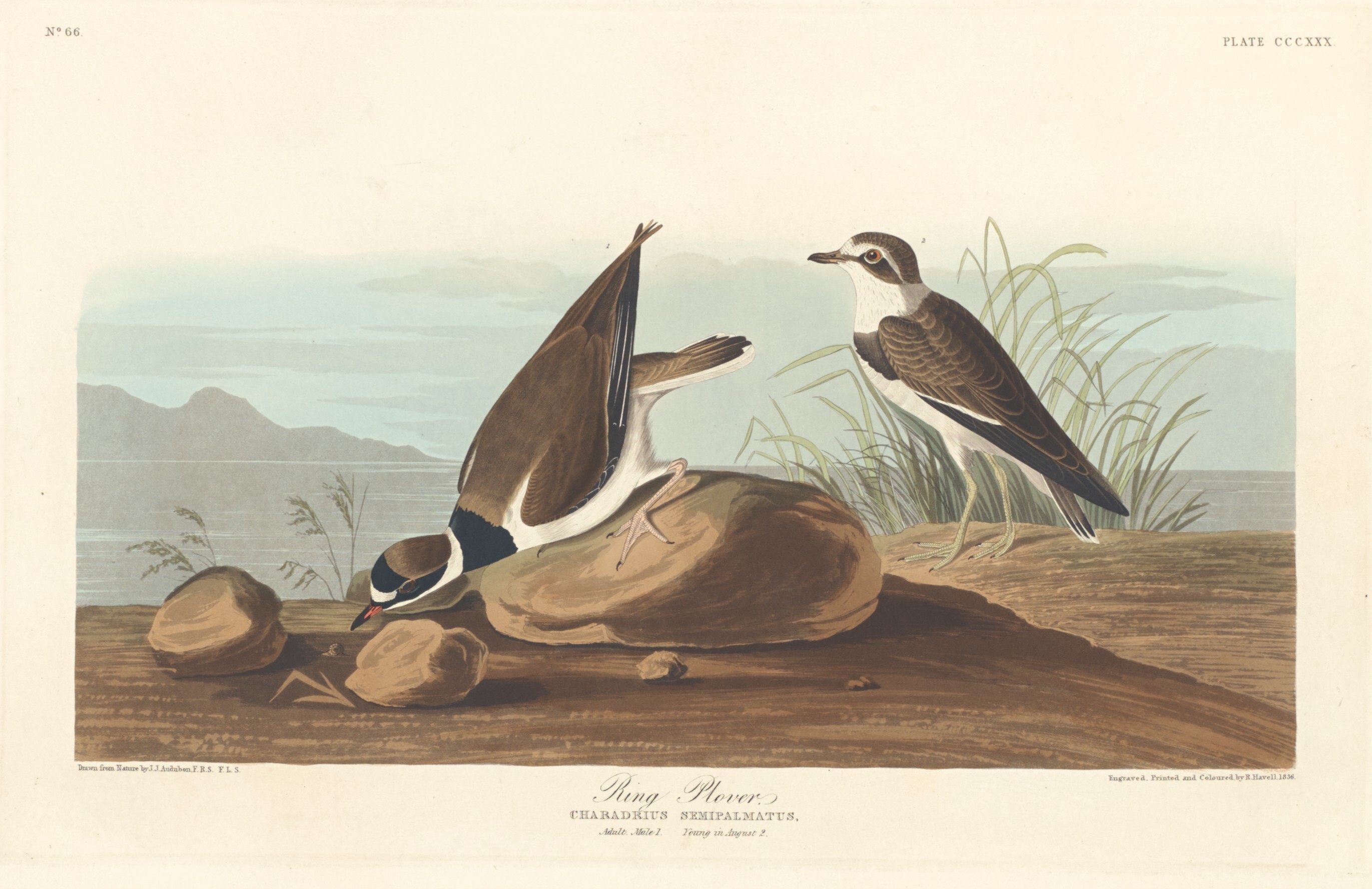 Ring Plover Wallpaper